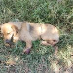 Animalistas lanzan campaña contra la pirotecnia