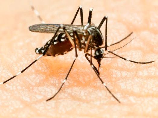 Mosco del dengue